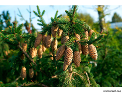 Ель обыкновенная Акрокона - Фото 6 - красовский-сад.рф