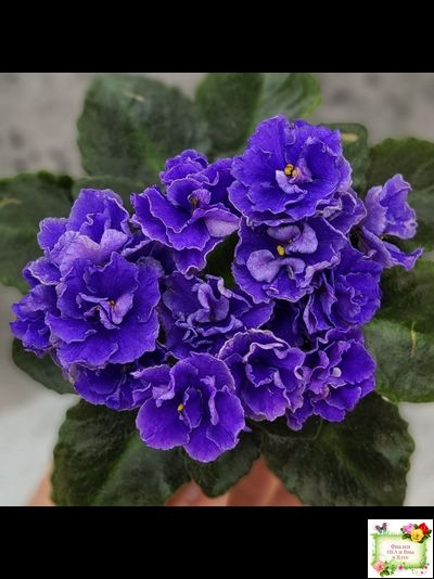 Blue Scoundrel (P.Sorano/LLG) 04/09/2012