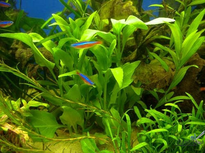 Гимнокоронис (ветка)