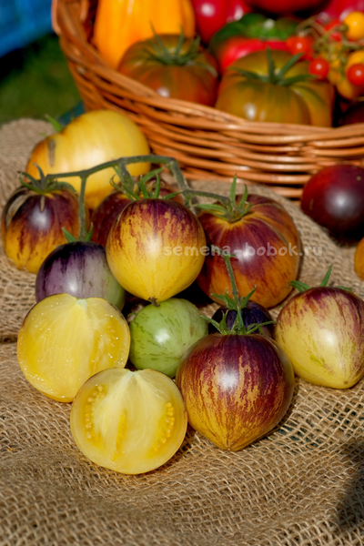 Томат Rebel Starfighter Kayleigh Anne (Восставший Звездный Истребитель Кейли Энн сердце), 10 шт