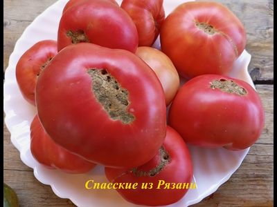 Томат Спасские из Рязани