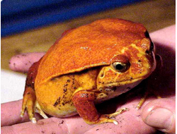 Лягушка-помидор, или томатный узкорот, или винный узкорот (Dyscophus guineti)