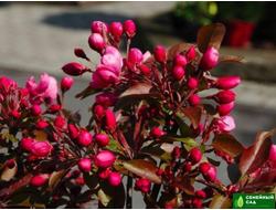 Яблоня "Роялти" (декоративная)