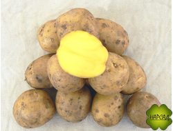 КАРТОФЕЛЬ СЕМЕННОЙ "ГАЛА" (ПРОВЕРЕННЫЙ ВРЕМЕНЕМ, ВКУСНЫЙ) 2 кг