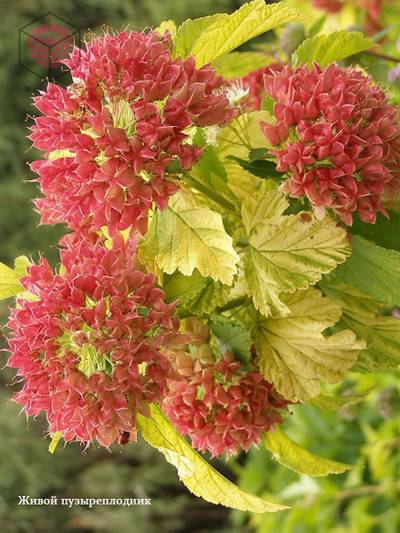 Силиконовый молд "Пузыреплодник"