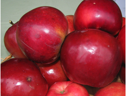 Цветаевское (яблоня)