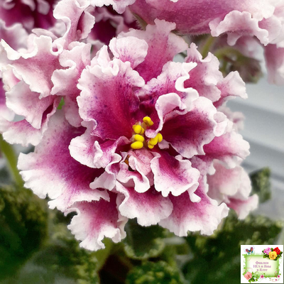 ВаТ-Агат Розовый (Т. Валькова) 2019 г.