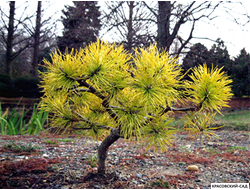 Сосна Желтая - Pinus Ponderosa