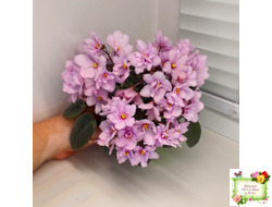 ЛЕ-Розовый Вальс (Е. Лебецкая) 2018 г. трейлер (пасынок сорт посажен 20.10.25)