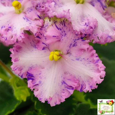 АВ-Мыльные Пузыри (Фиалковод) 2021 г.