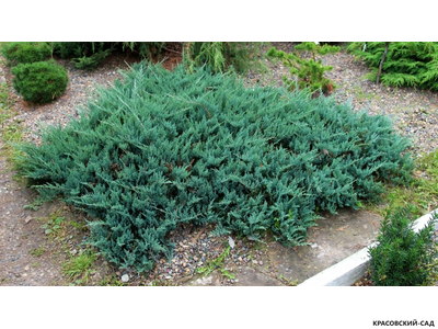 Можжевельник горизонтальный Блю Чип - Blue Chip