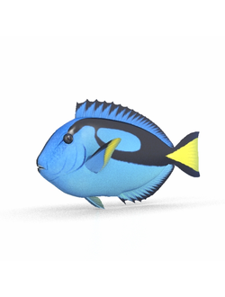 рыбы Коралловая рыба 2