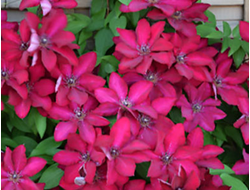 Клематис Solidarnosc, C2