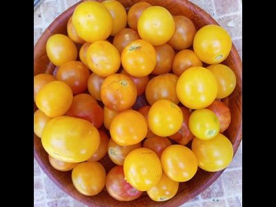 Томат Супер сладкий желтый виноград (Super Sweet Yellow Grape)