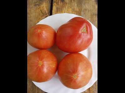 Томат Купола Вологодской Софии