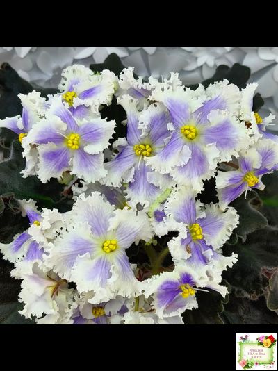 РМ-Золотой Берилл (Н.Скорнякова)