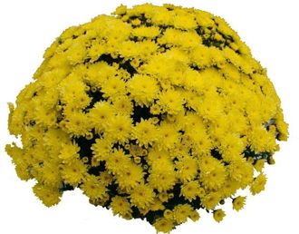 Хризантема Bransound Yellow