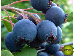 Ирга канадская "ПЕМБИНА" (крупная и сладкая) (саженец 50-60 см, привитый)