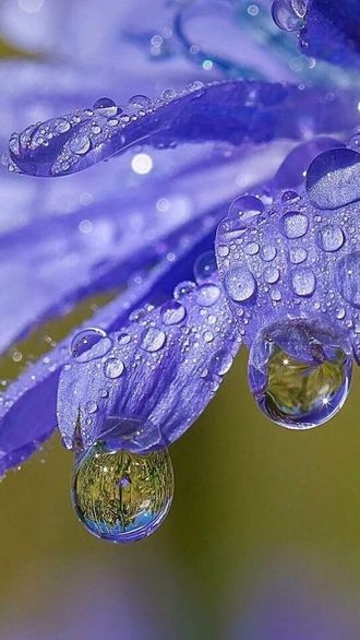 Bluebell PERFUME OIL (CND) / Колокольчик ПАРФЮМЕРНЫЙ КОНЦЕНТРАТ
