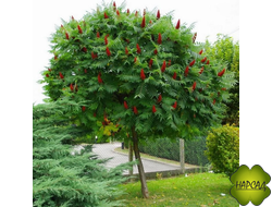 СУМАХ. ЭФФЕКТНАЯ ЛИСТВА И ЦВЕТЕНИЕ (саженец 1 м)