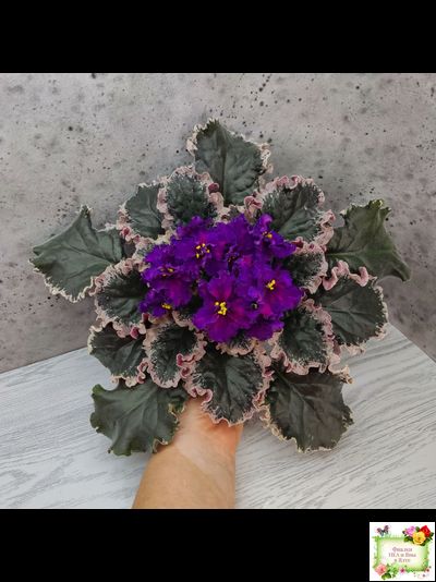 ВаТ-Тип-Топ (Т. Валькова) 2015 г. (лист посажен 04.02.26)