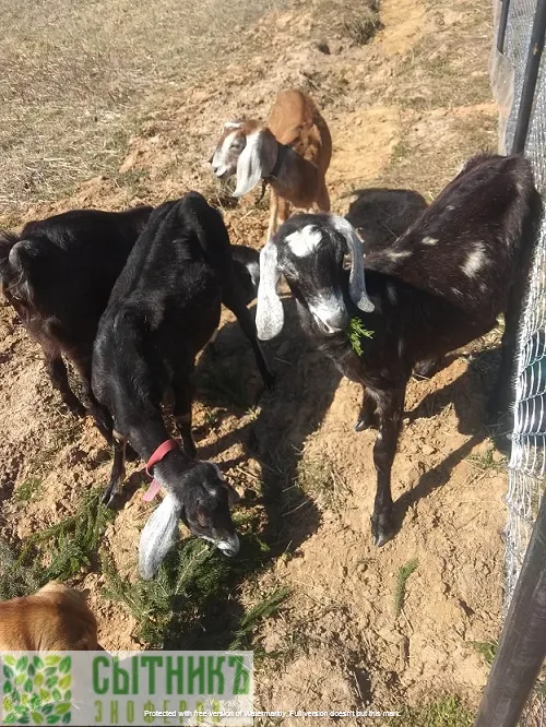 Любопытные нубийские козы