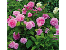 Гертруда Джекил (Gertrude Jekyll) роза, ОКС