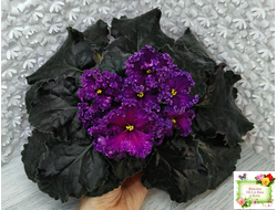 НД-Магнитная Аномалия Люкс (Н. Данилова-Суворова)