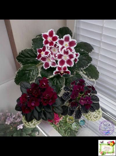 Black Jewel (H.Pittman) 02/14/04