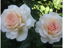 Чандос Бьюти (Chandos Beauty)