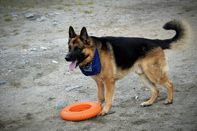 Doglike Кольцо  МЕГА (Оранжевый)