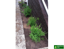 Самшит мелколистный китайский