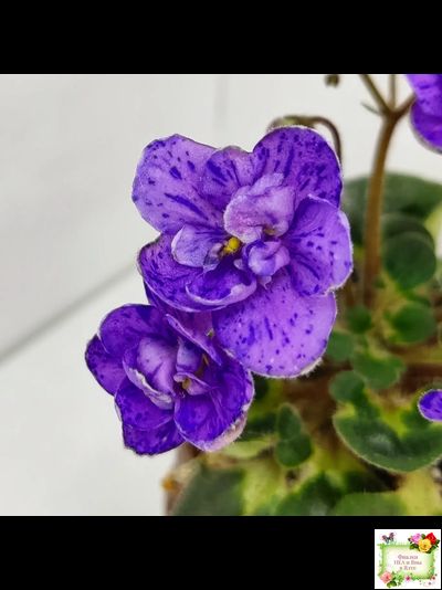 Milady (C.Russell) 01/21/1981 (гёрл-лист)