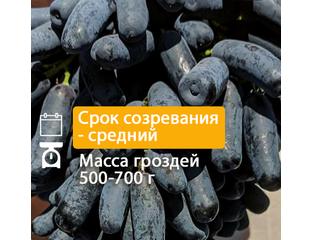 Кишмишные сорта винограда. Гибридная форма винограда Аватар. Лучшие ...