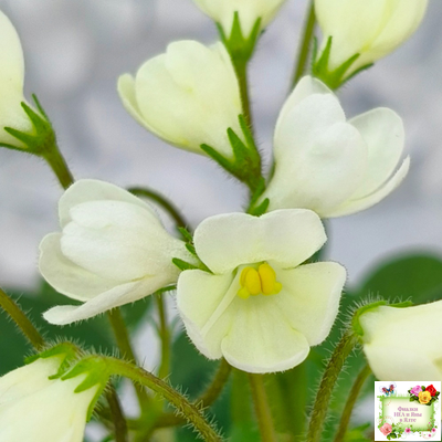 Chantaspring (R. Р. Hair) 1996 г. трейлер