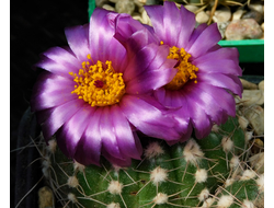 Notocactus uebelmannianus v.nilsonii aff. VG-1636 - 5 семян