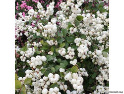 Снежноягодник Доренбоза Вайт Хедж - Doorenbosii White Hedge