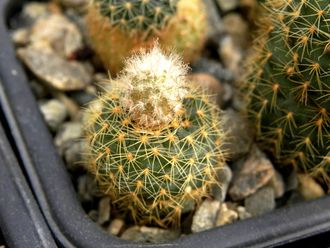 Frailea perumbilicata v.spinosior (D=10-12мм)
