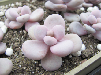 Pachyphytum Pink