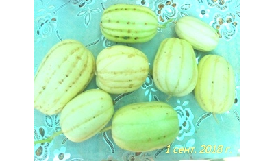 Дыня Мечта сибарита (Мечта лентяя)