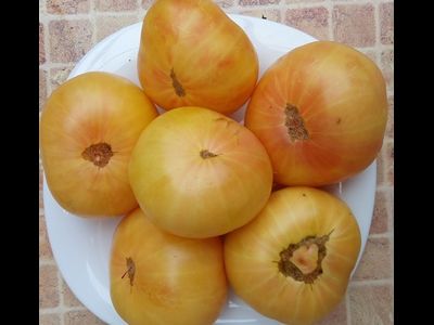 Томат Гном Розелла снежная, (Dwarf Rosella snow) США