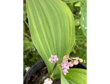 Convallaria majalis variegata pink