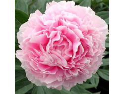 Пион Сара Бернар (Sarah Bernhardt)