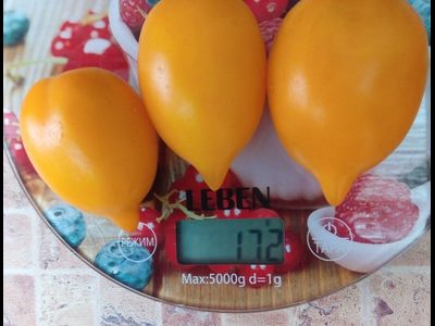 Томат Чудо света