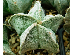 Astrophytum myriostigma v.tulense (D=70 mm)