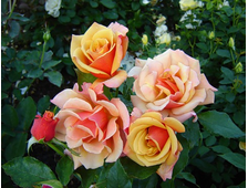 Бэл Эпок ( Belle Epoque) роза, ОКС