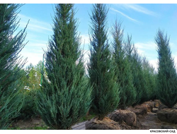 Можжевельник Блю Эрроу в питомнике - Купить - Красовский-Сад.рф