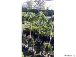 Ель Инверса - Inversa