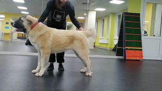 Сука №6. ГУТА. Продана Европа