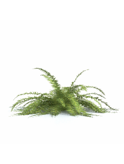 папоротники Папоротник 41